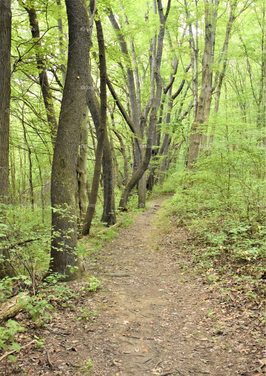 A path through the forest 