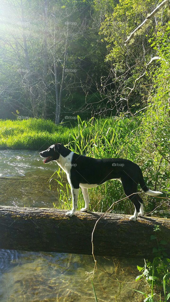 Fearless dog traverses a log suspended above creek.