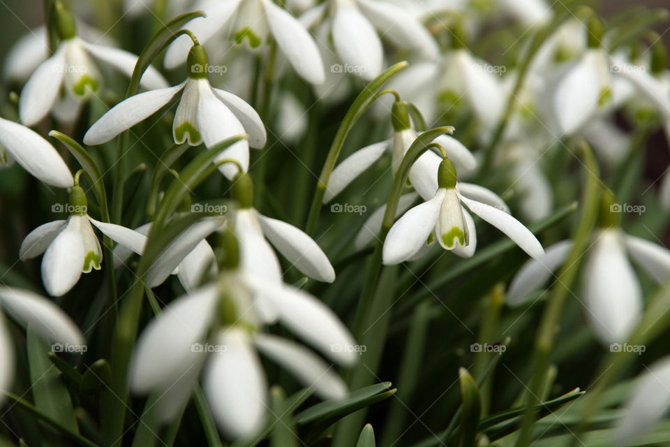 Snowdrops close-up