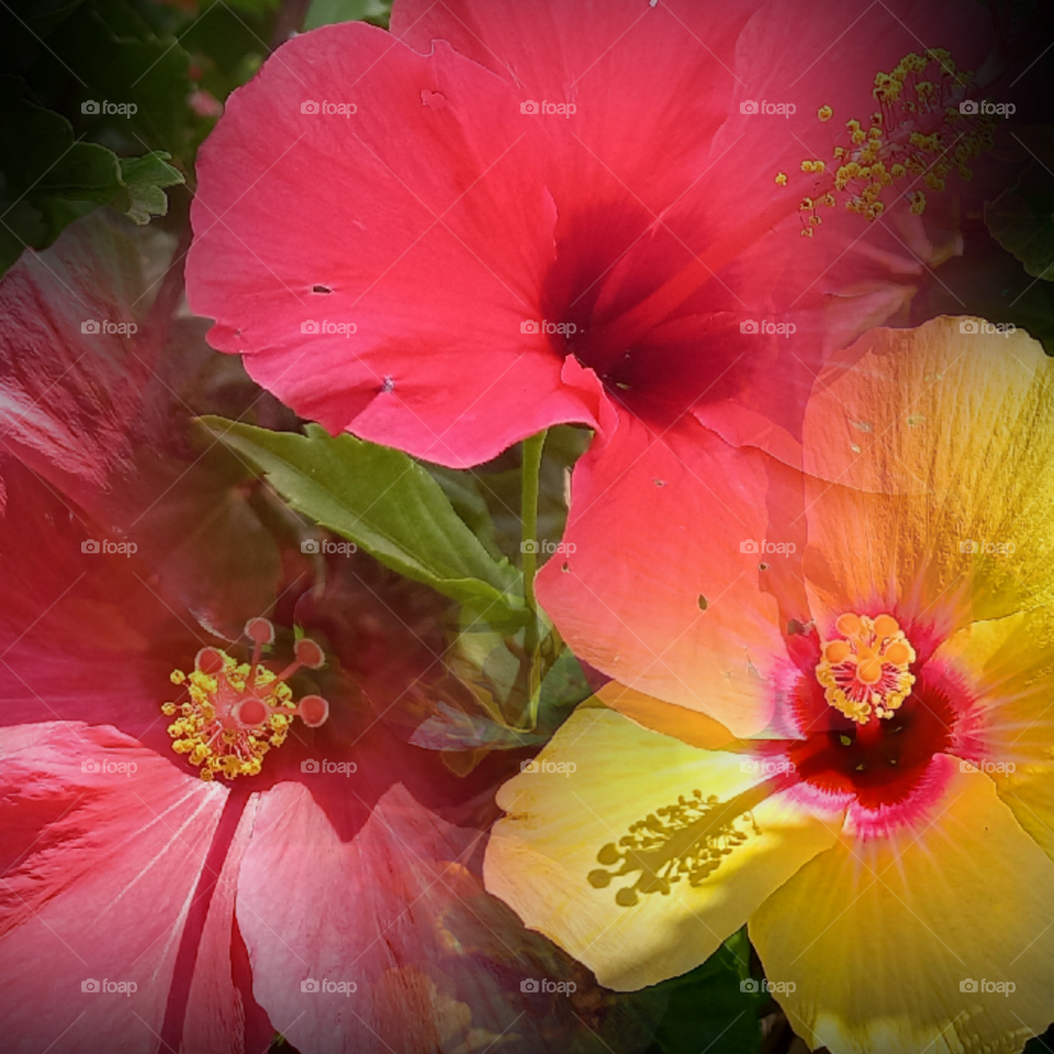 hibiscus flowers
