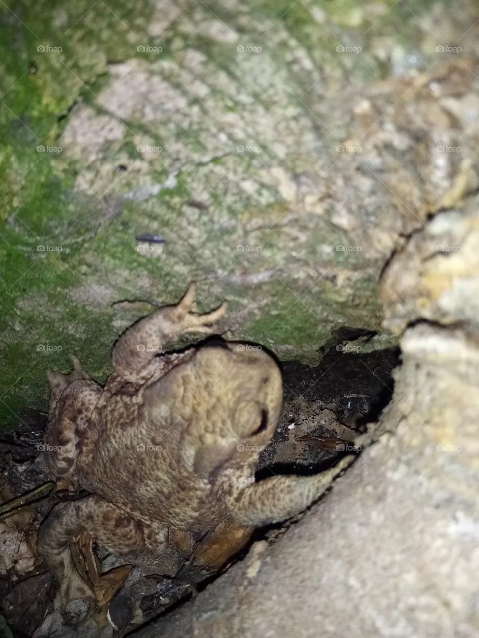 Frosch