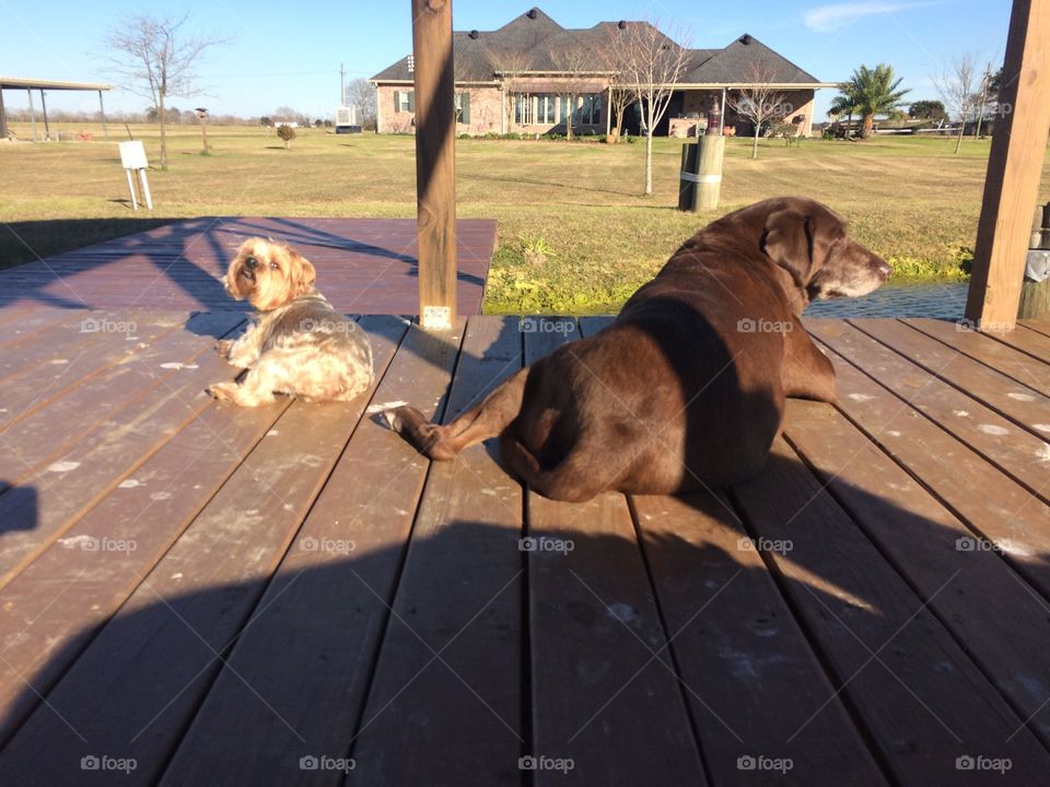Dogs relaxing on deck over pond