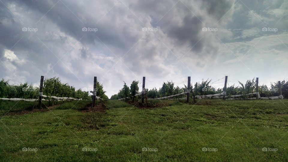 After the storm. photo of the grapes just after a storm that interrupted a summer wine festival