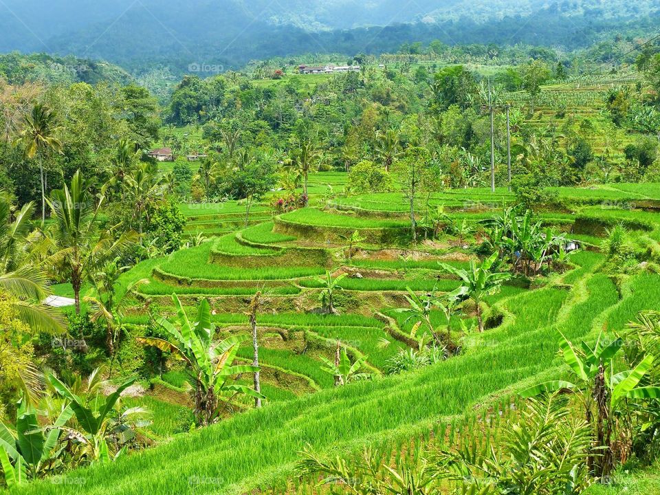 Rice fields / Bali 