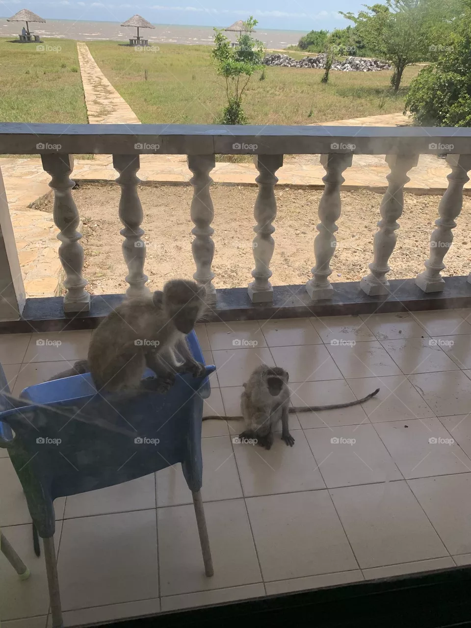 Two pals
