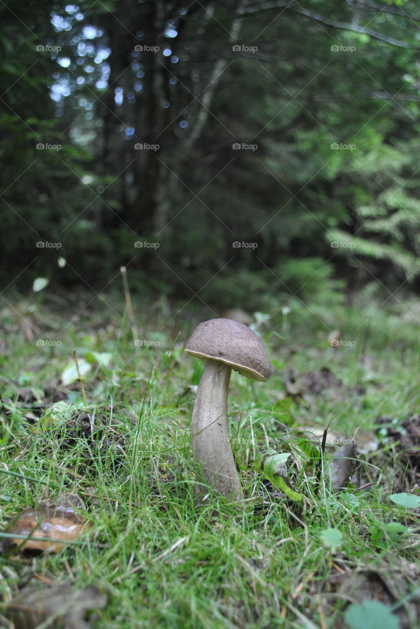 leccinum duriusculum mushroom