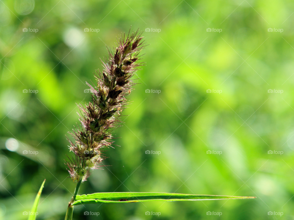 Nature, Leaf, Summer, Grass, No Person