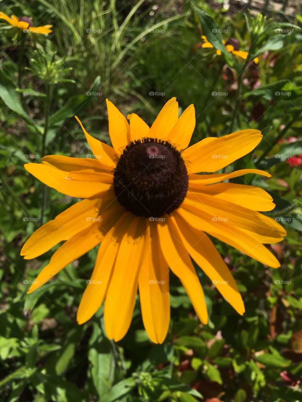 Black-eyed Susan