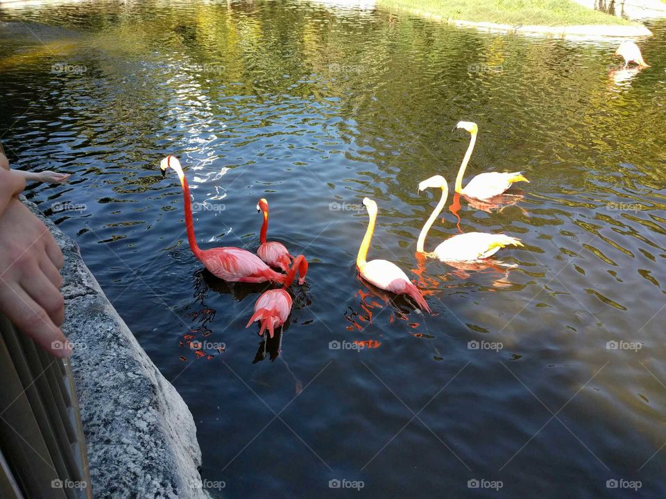 Floating Flamingo