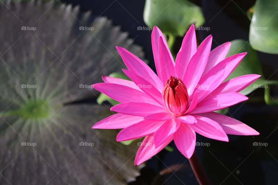 Beautiful blooming lotus flower with vibrant pink colour in close up view