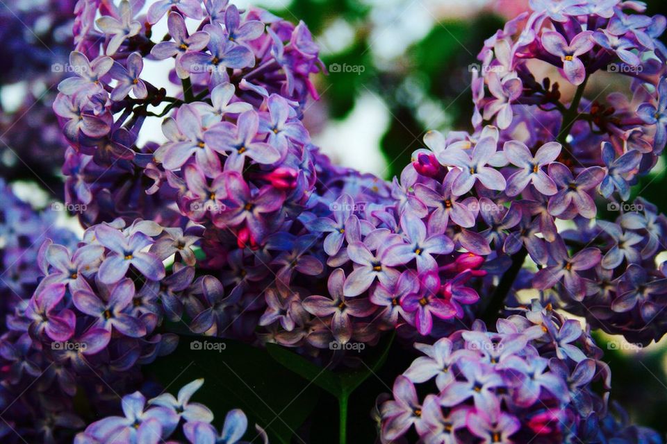 Lilacs in May