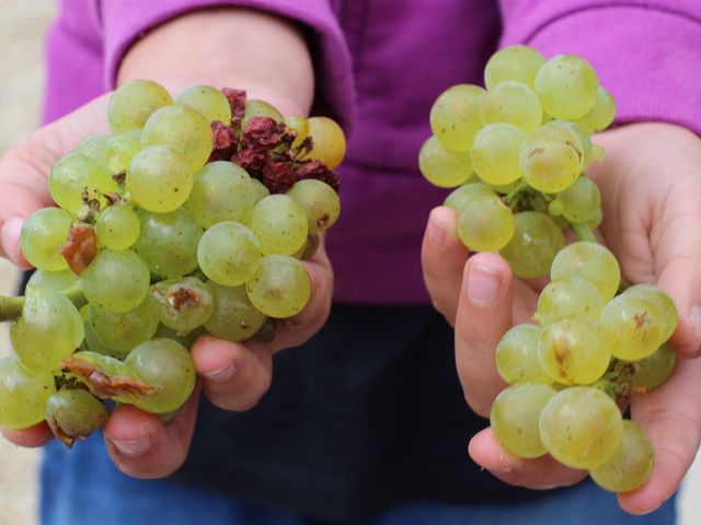 Grapes