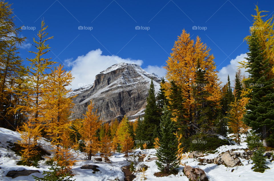 changing of the larches