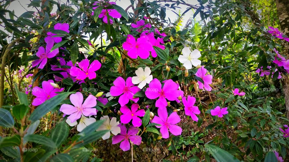 FLOR DE MANACÁ ARBUSTO JARDIM