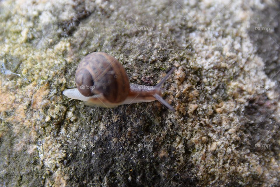 Schnecke auf Stein