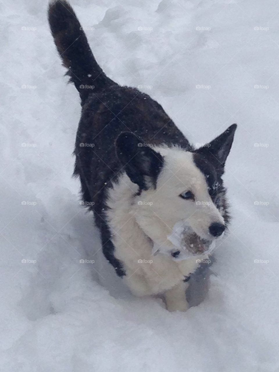 Fetch in the snow