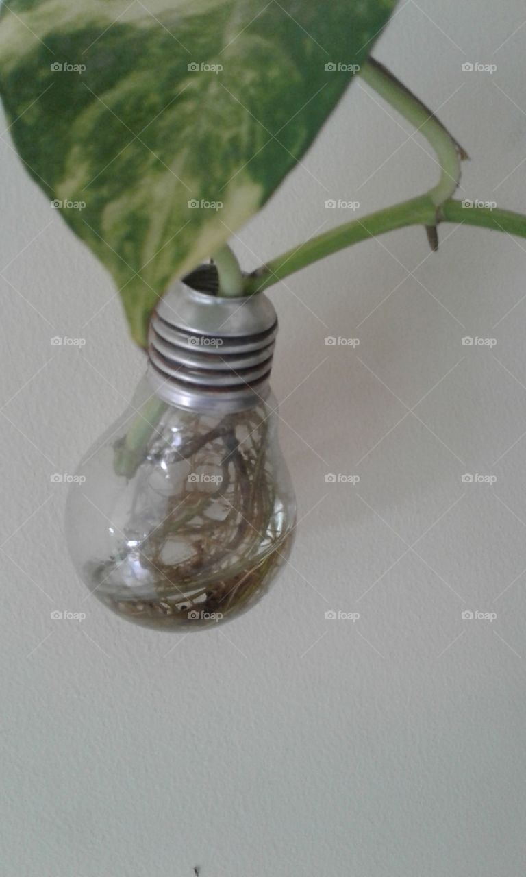 plant aon lamp