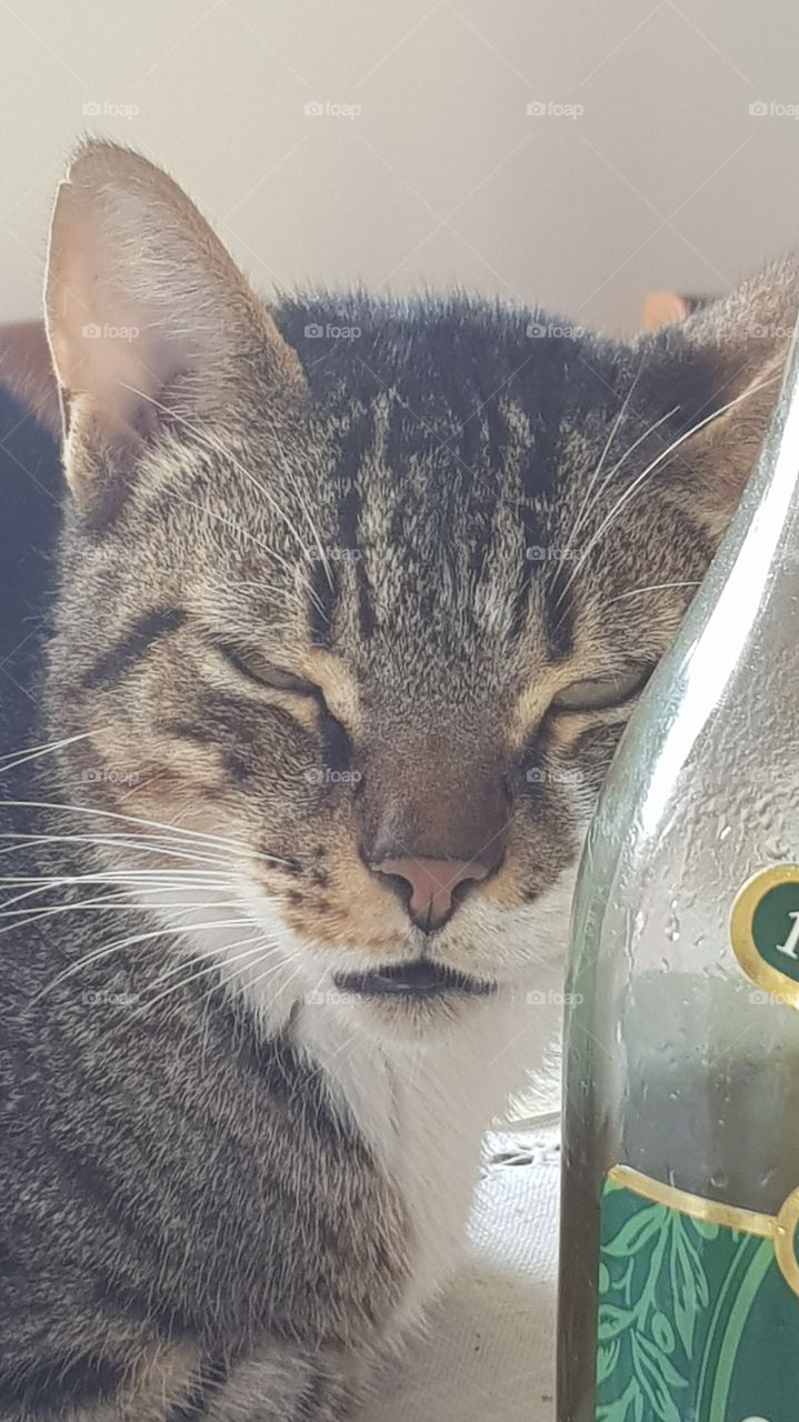 Gato e a garrafa