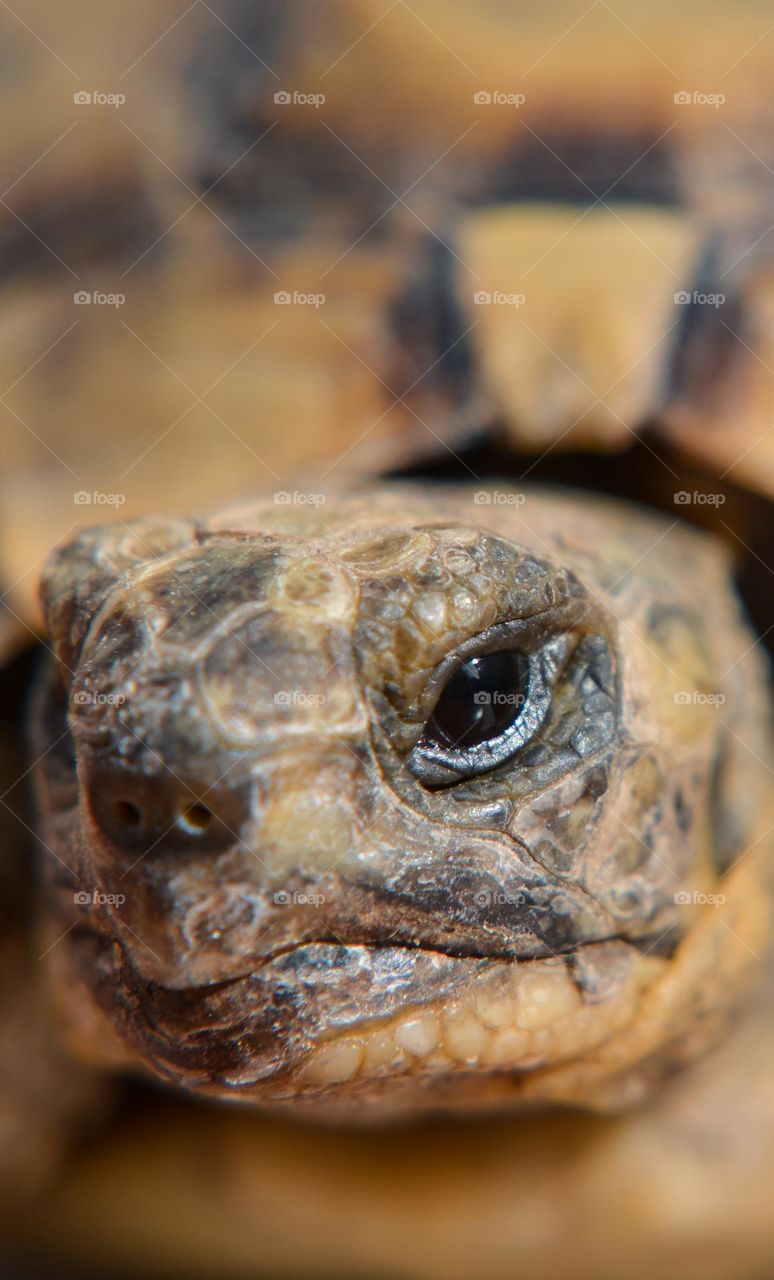 TURTLE FACE