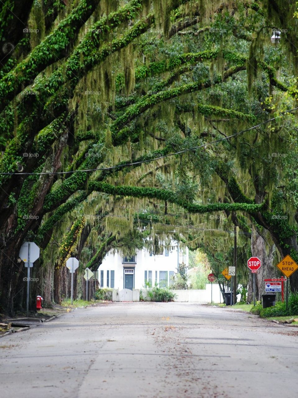 Trees Tunnel