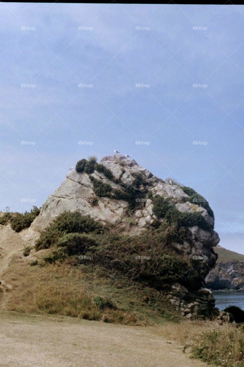 Seaside Boulder with perching seagulls