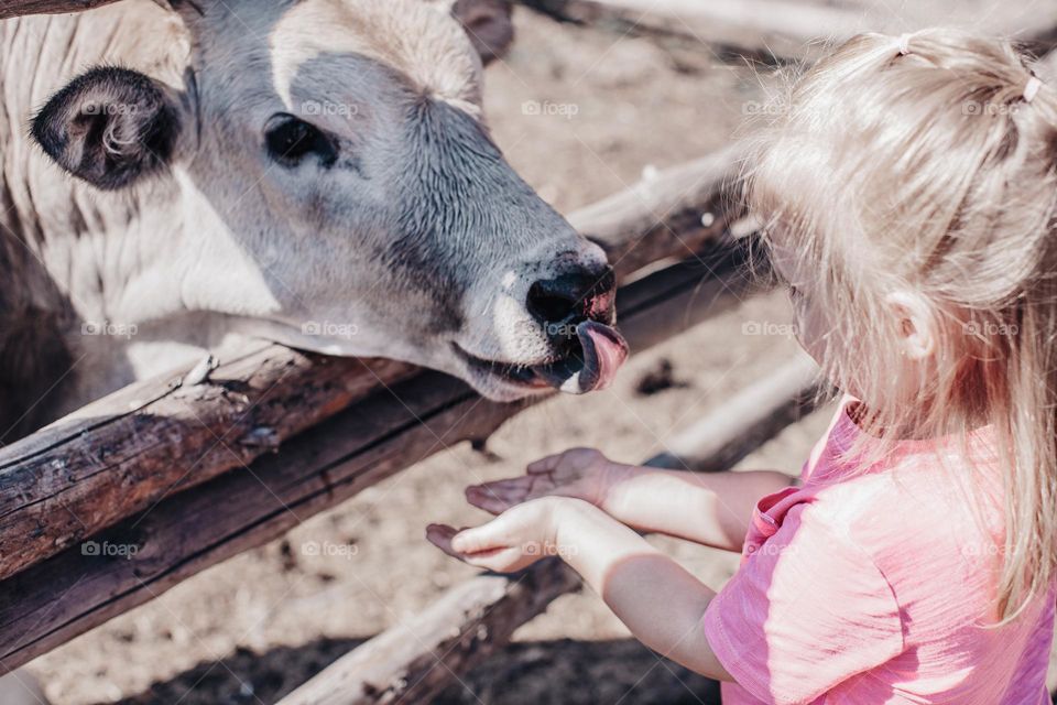 girl and cow