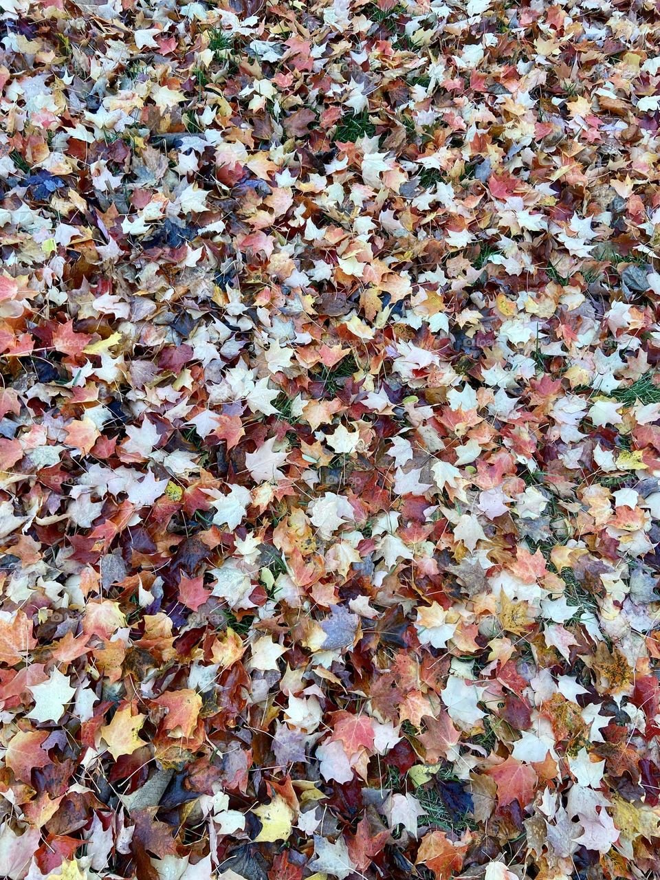 Ground covered in leaves at fall 