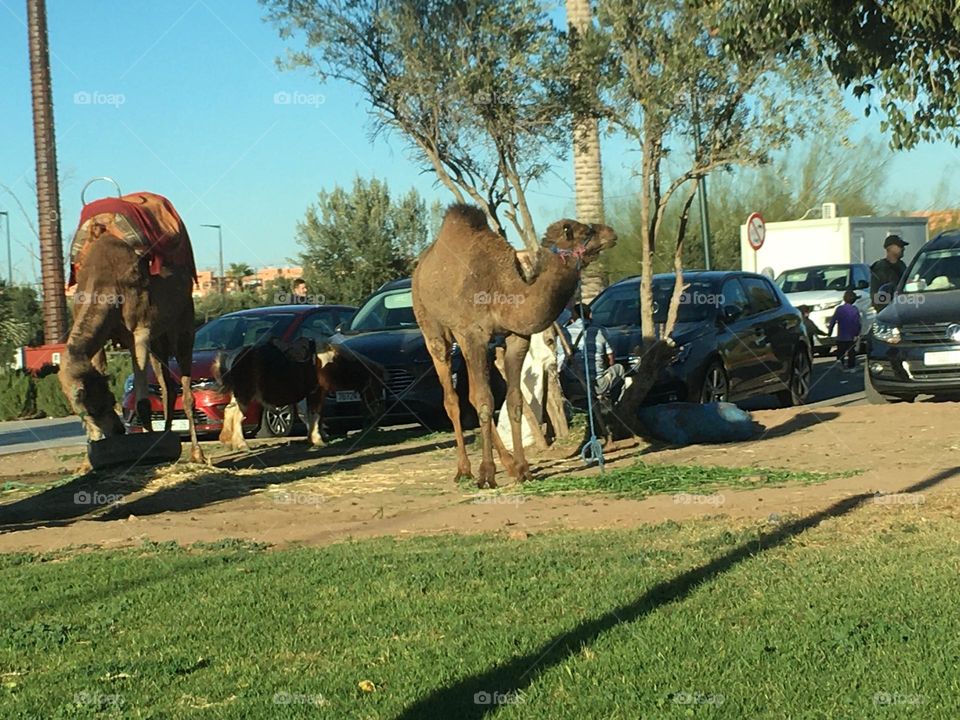 Beautiful camel 