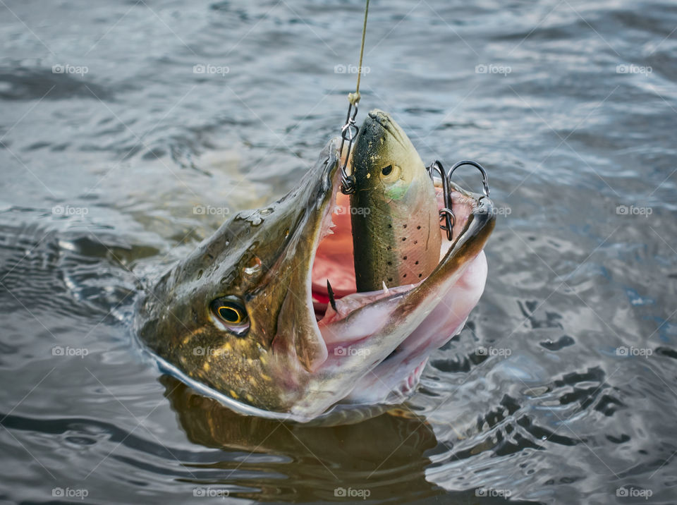 Large size Northern pike strikes softbait lure on April spring day just before spawning time on a lake in Southern Finland.