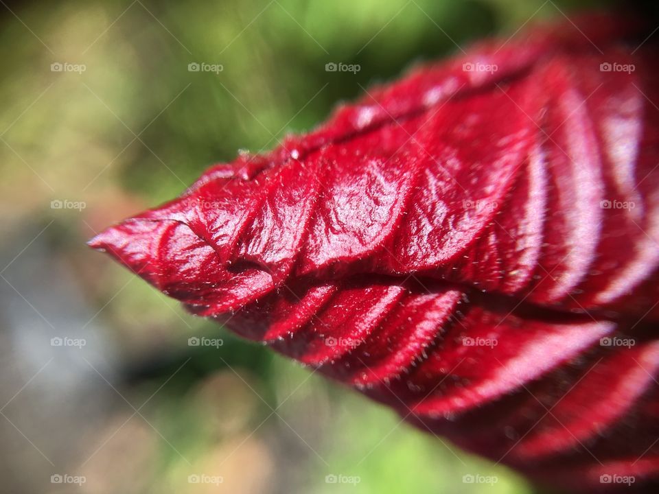 Hibiscus bud