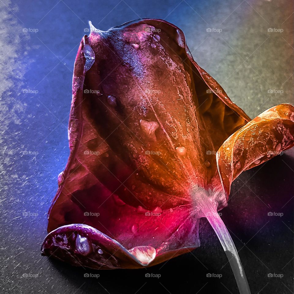 Frosty dead leaf closeup