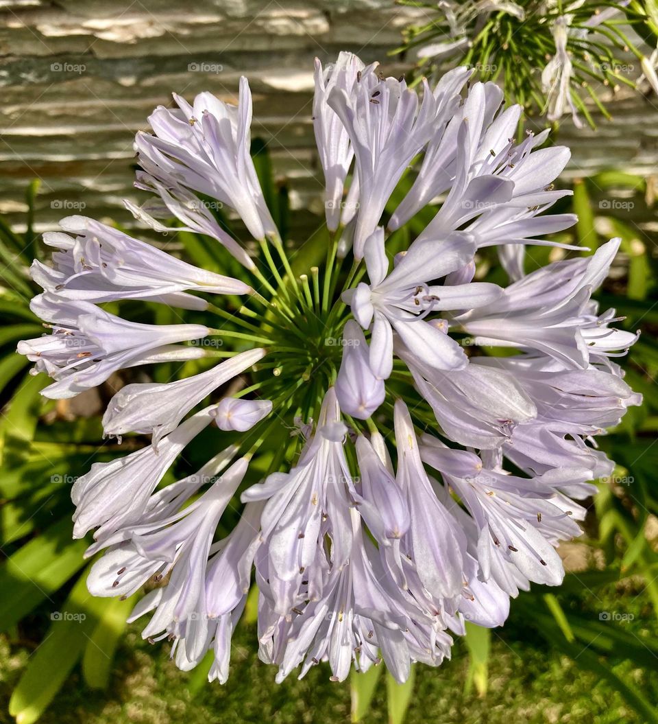 🌹 🇺🇸 Very beautiful flowers to brighten our day.  Live nature and its beauty. Did you like the delicate petals? / 🇧🇷 Flores muito bonitas para alegrar nosso dia. Viva a natureza e sua beleza. Gostaram das pétalas delicadas? 
