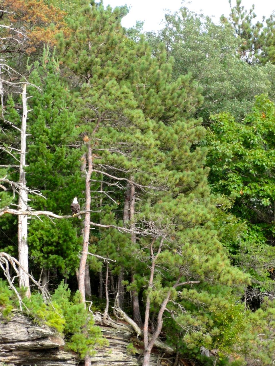Wisconsin Dells Eagle 