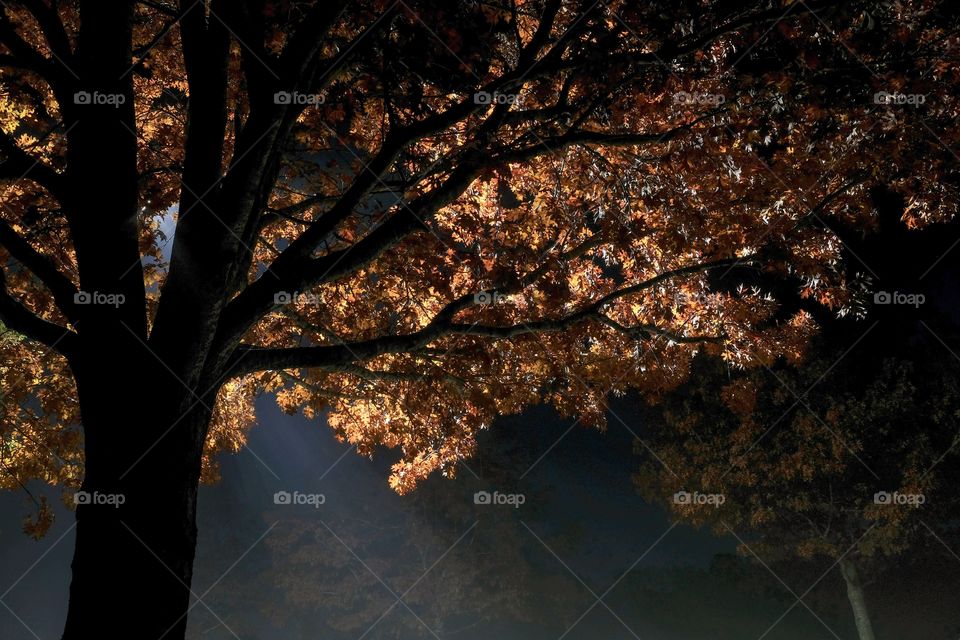 Fall foliage on a foggy morning illuminated by light from a street lamp. Lake Benson Park in Garner North Carolina. 