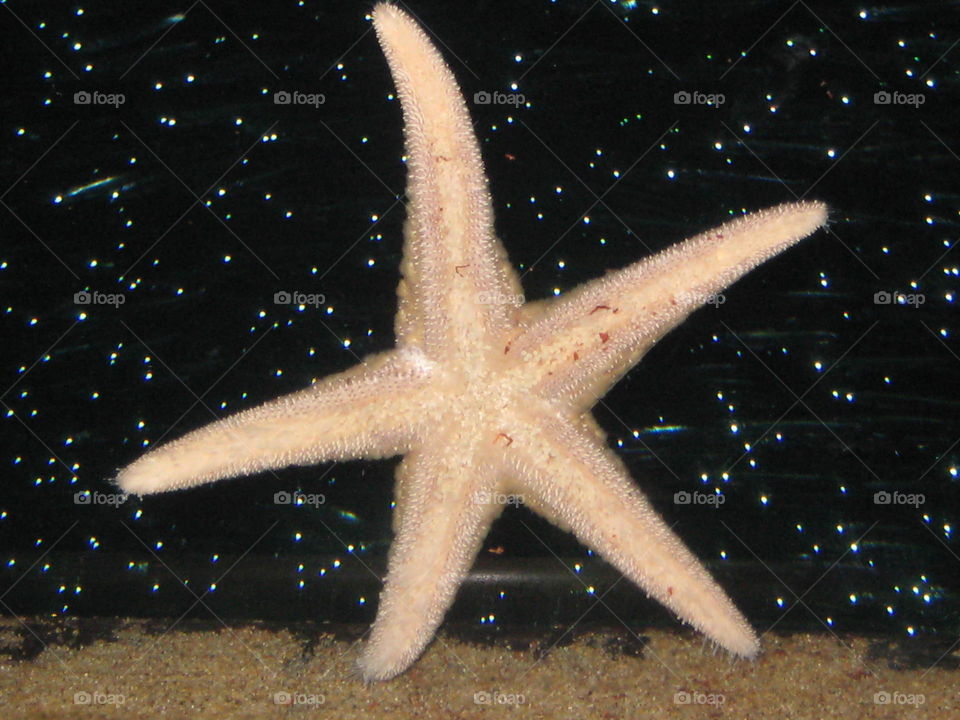 Starfish, Echinoderm, Invertebrate, Underwater, Ocean