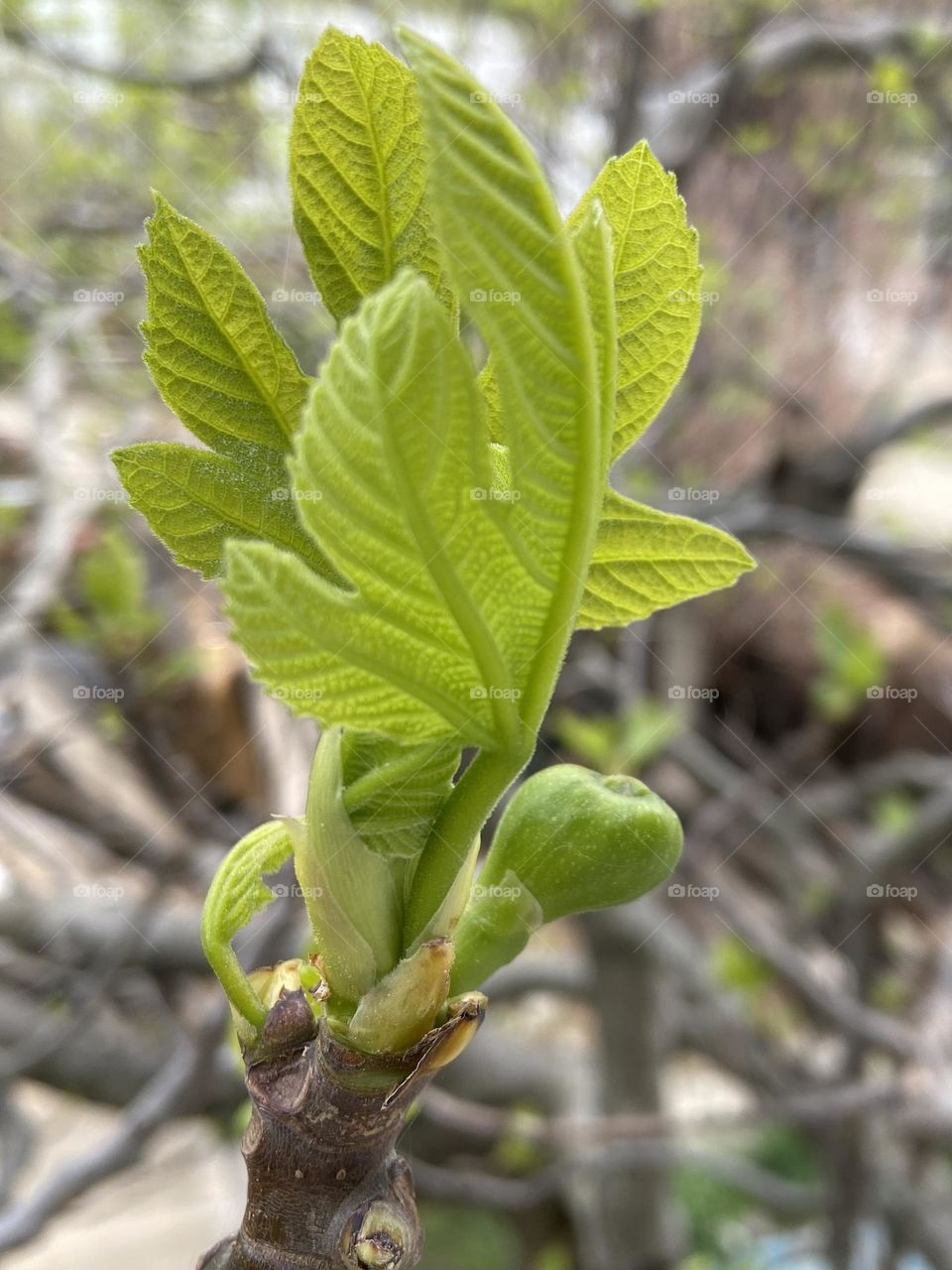 The simple joy of seeing the beginning of figs growing in the springtime and the anticipation that they will be in fully grown in summer.