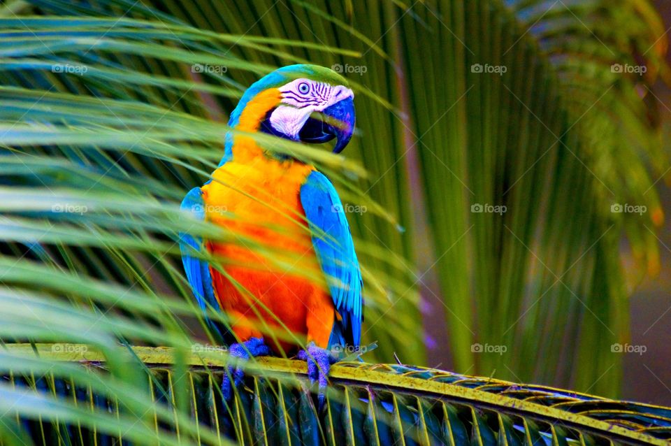 Macaw