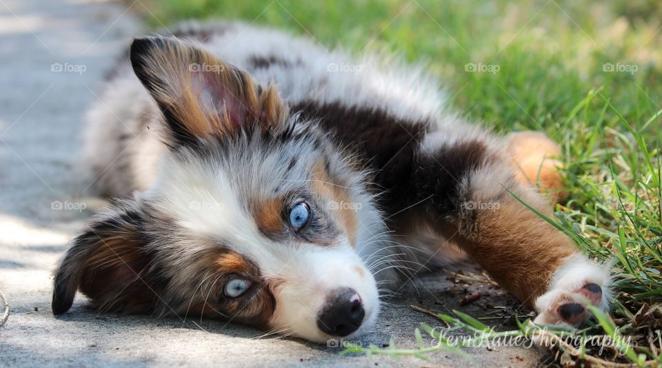 Mini Aussie Blue 