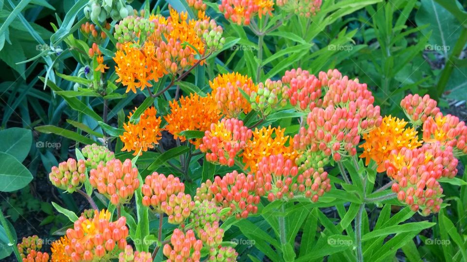 Orange Flowers