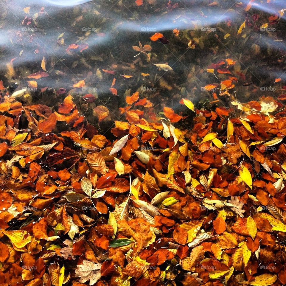 Leaves in water