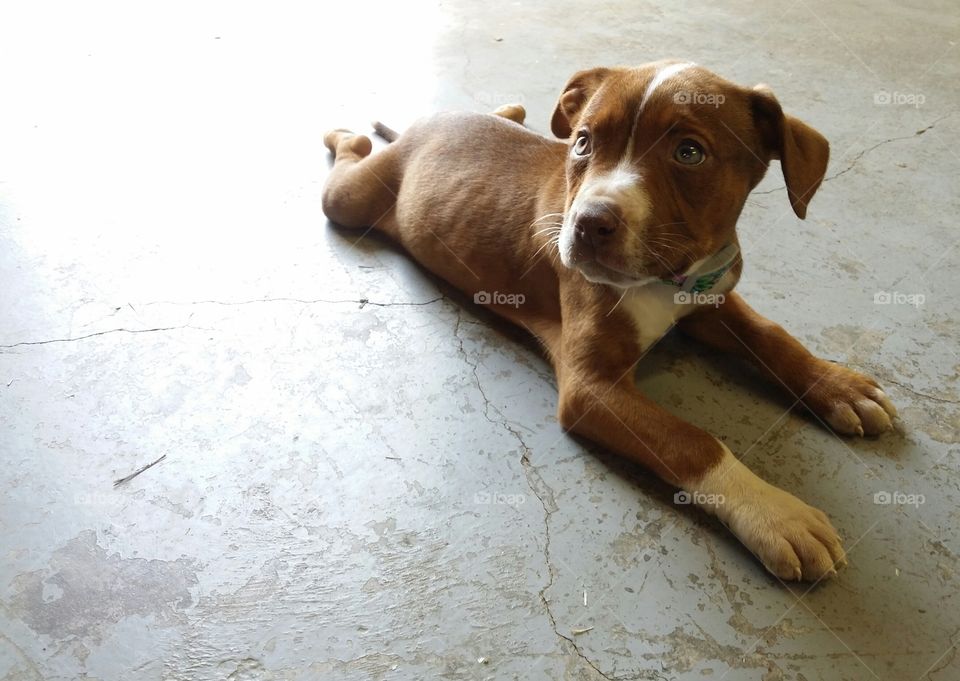 Catahoula pit bull cross mix with green eyes blaze face and brindle coat sitting on a concrete floor looking sweet and funny