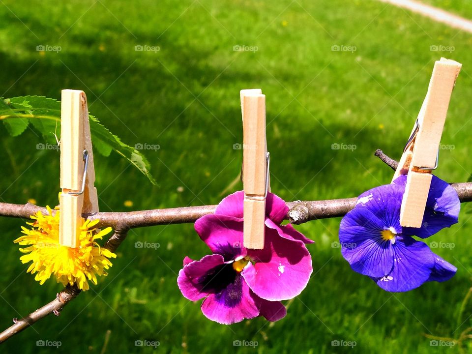 A purple flower, a pink flower and a yellow flower hang on a tree branch and are fixed with wooden clothespins.