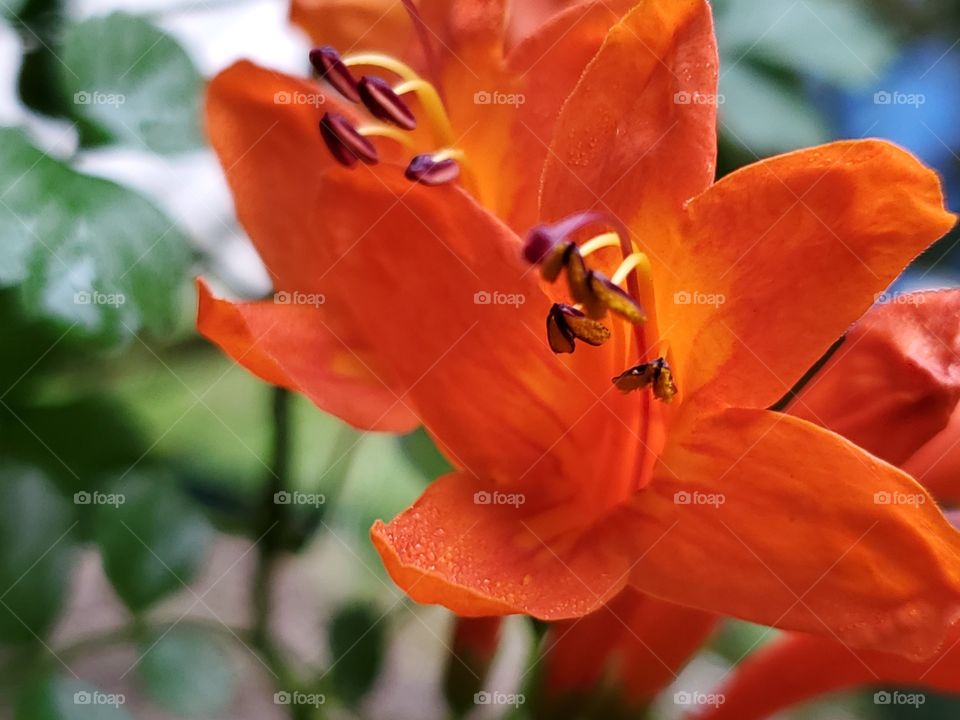 orange Cape honeysuckle