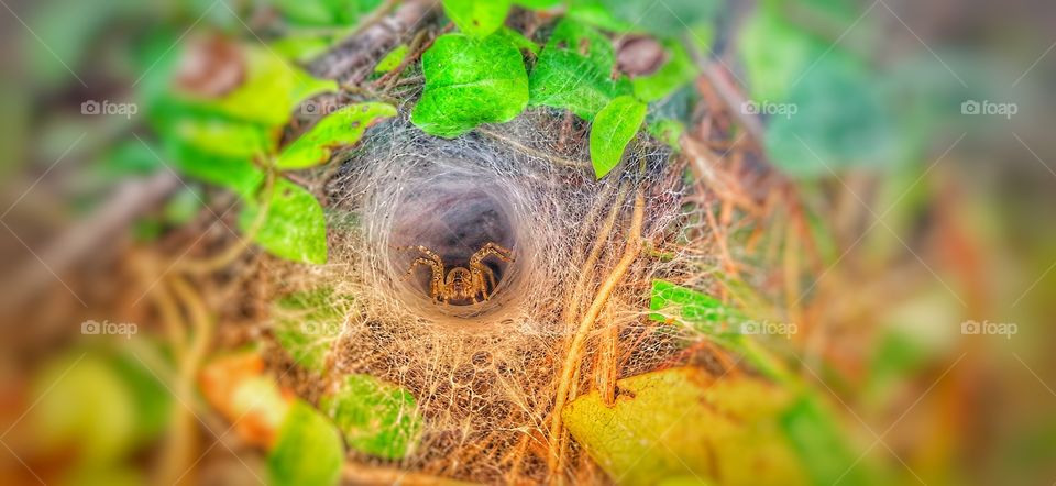 a small spider in a spider web