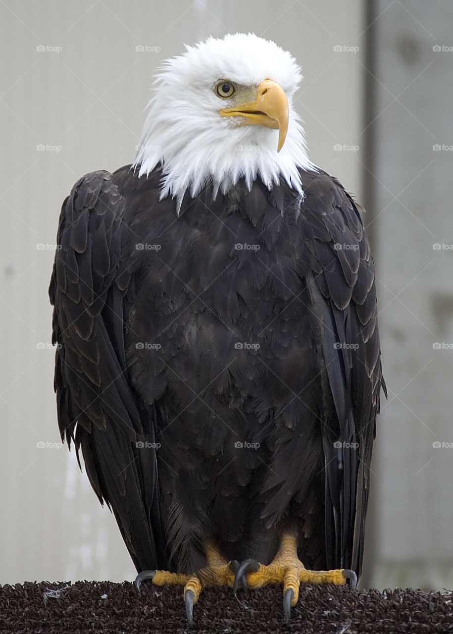 Bald eagle 