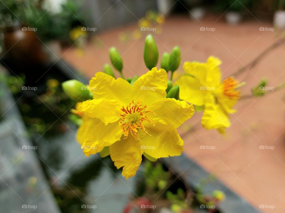 Yellow Apricot blossom flower in the Spring