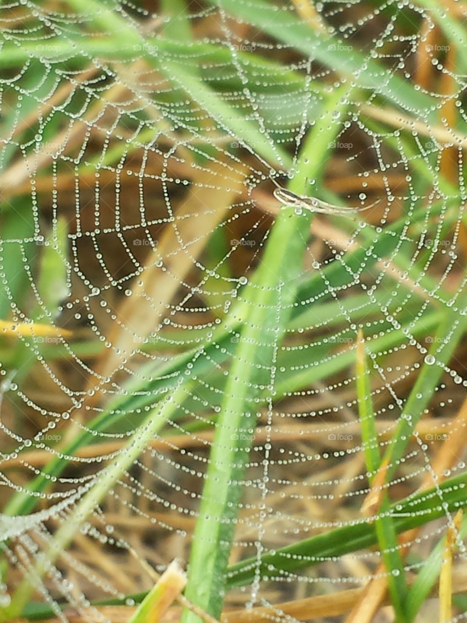 grass spider & dew drop web