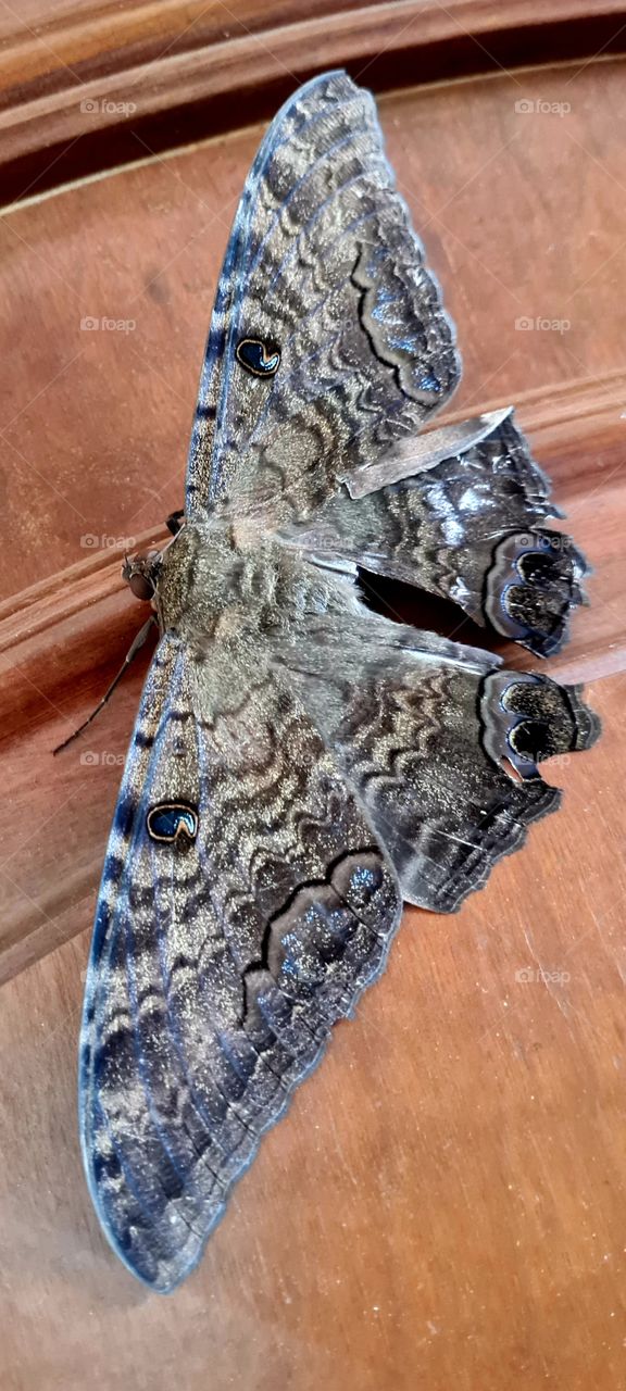 A Grandiosidade da Natureza bateu à minha porta hoje! Seja Bem Vinda Mariposa Azul!! Aquela que representa a Leveza, Alegria e Plenitude!!