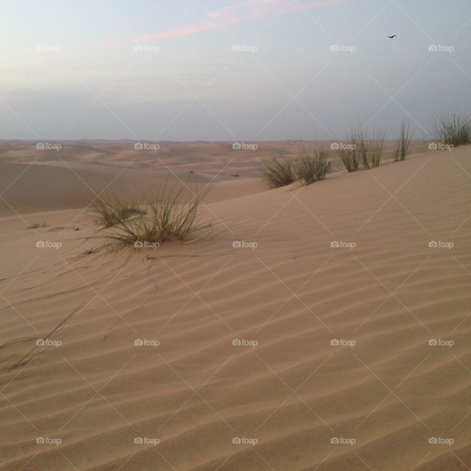Desert Shrubs. Tough grass in the Rub' al Khali desert, Abu Dhabi