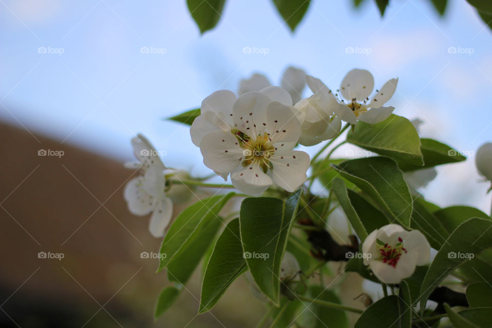 Pear tree blossom